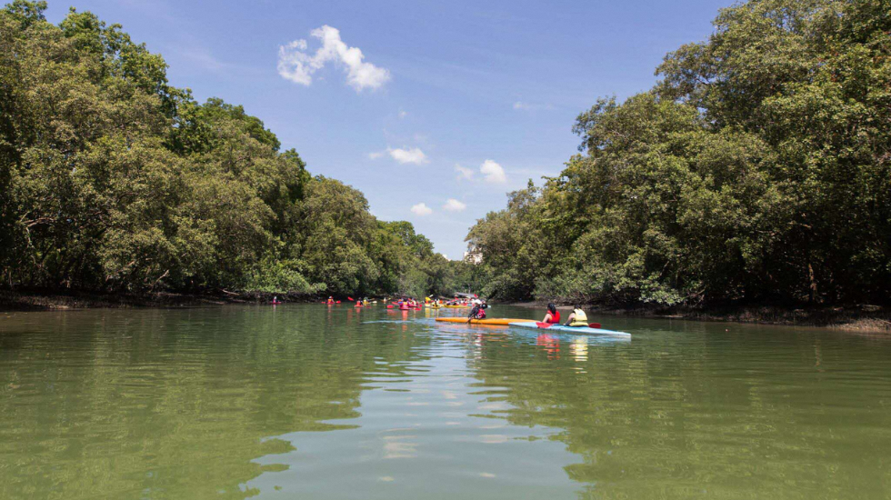 kayaks in a mangrove